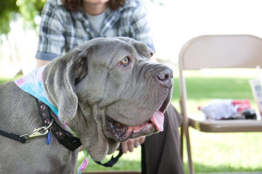 Annual CRC vet tech adoption day gives cats & dogs a second chance