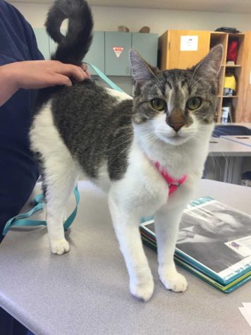 Annie is one of seven cats available for adoption from the Vet Tech program during their annual Pet Adoption Day on April 26. Any animal adopted from the event can be picked up and taken home on May 1.