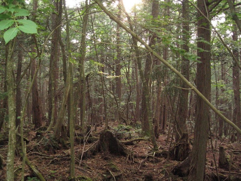 Logan Paul receives major backlash online for recording a dead body in Aokigahara.