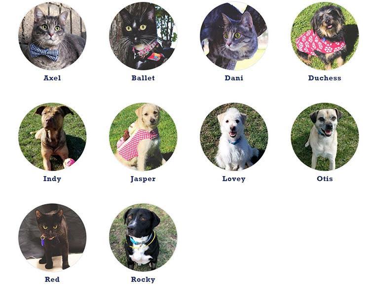 Six dogs and three kittens are going to be up for adoption on Sunday, May 29.