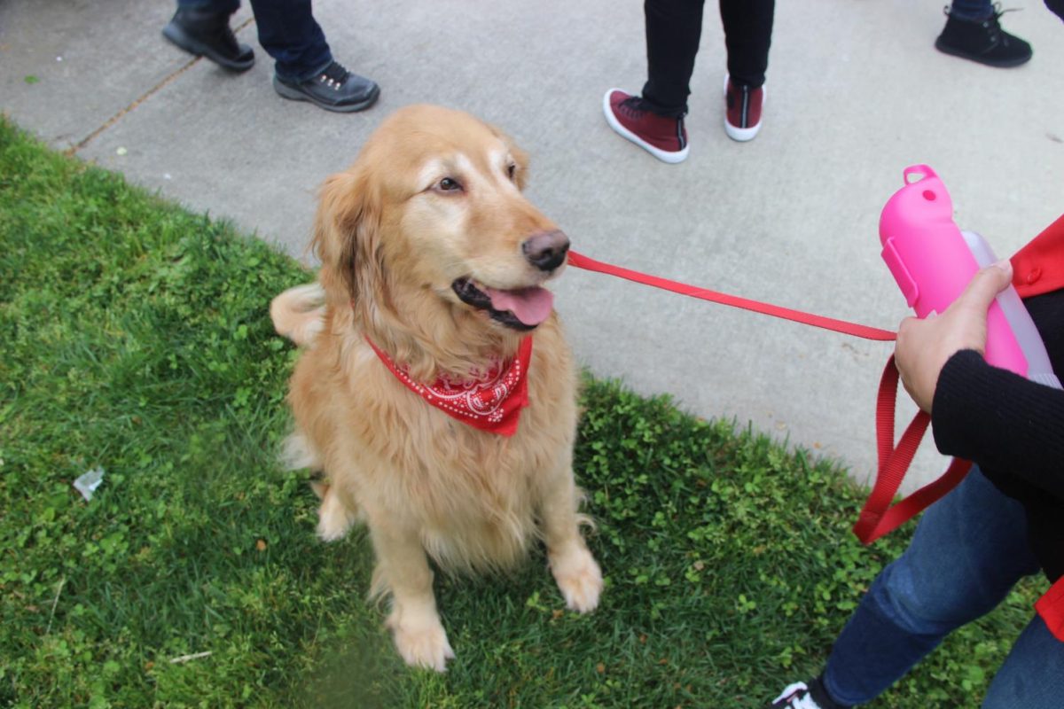 Therapy dogs were on campus April 3 to help relieve stress amongst students and faculty.