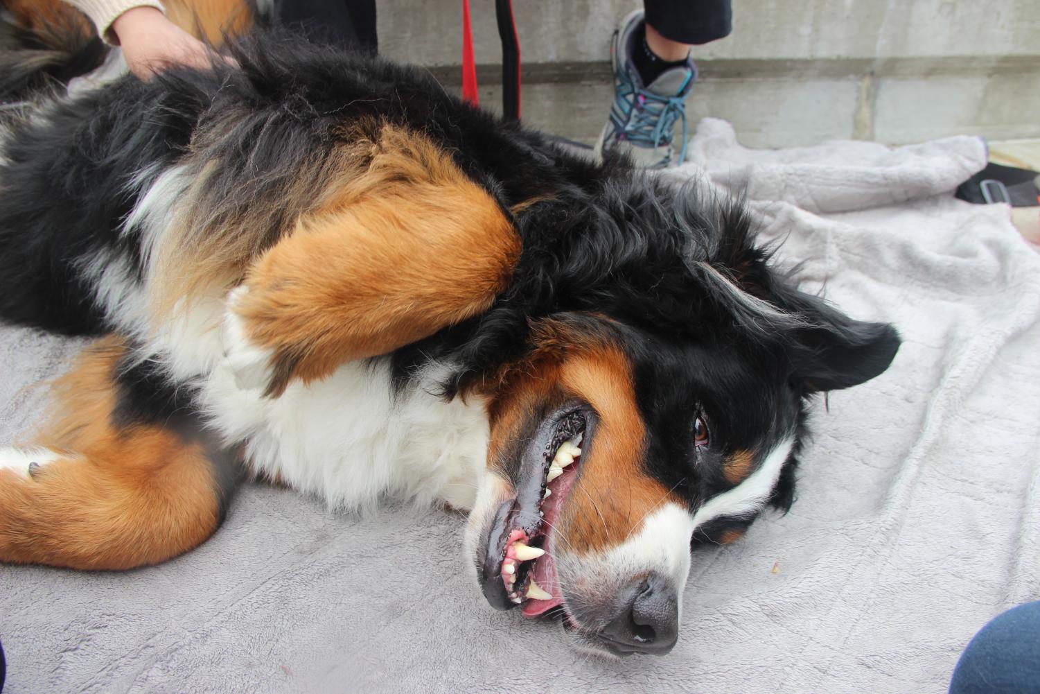Paw-fect stress relief