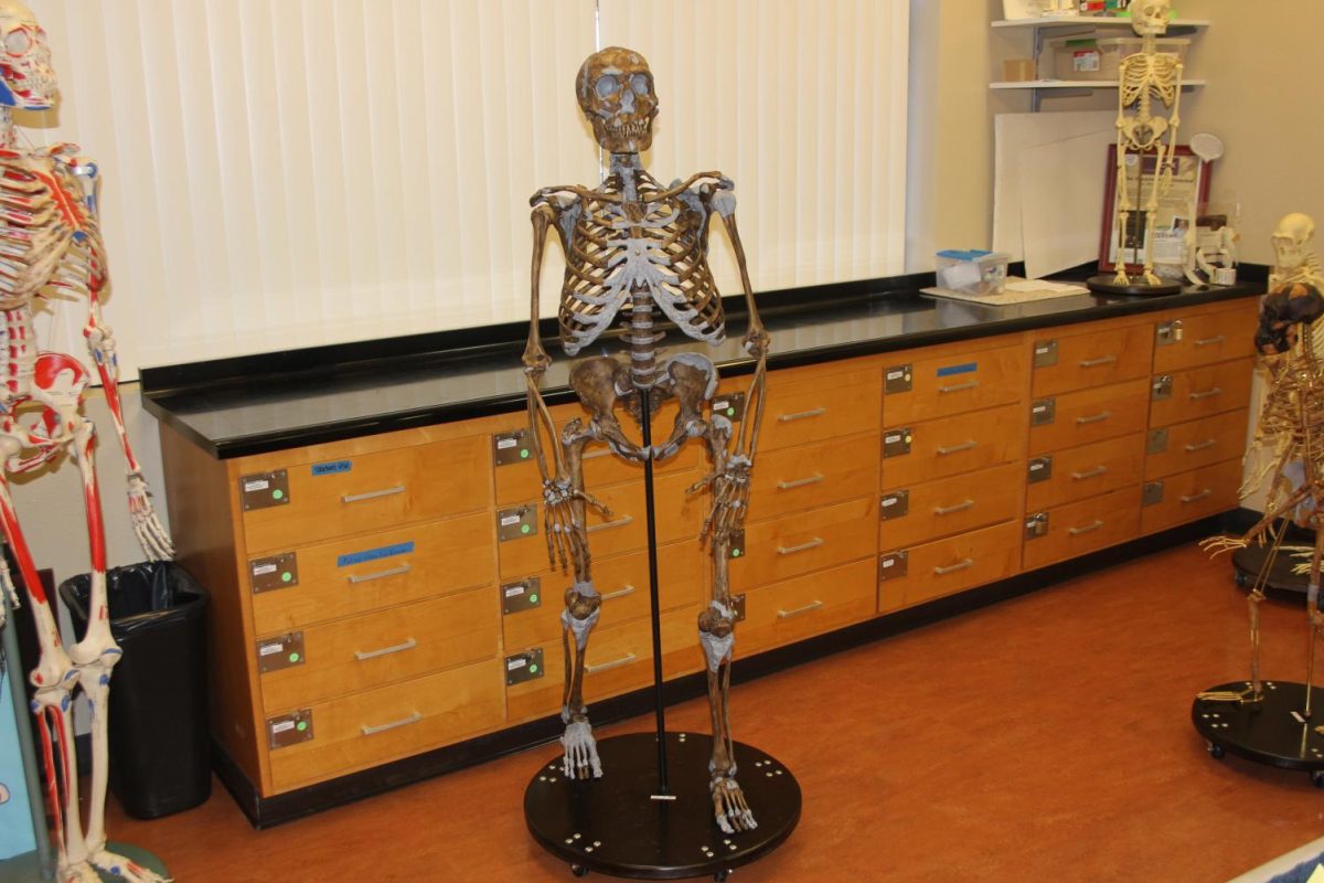 The 50,000-year-old Neanderthal stands in the Anthropology lab ready to be studied. Named "Neander-Paul," the skeleton was modeled after La Ferrasie Neanderthals, an archaeological site with numerous of fossils.