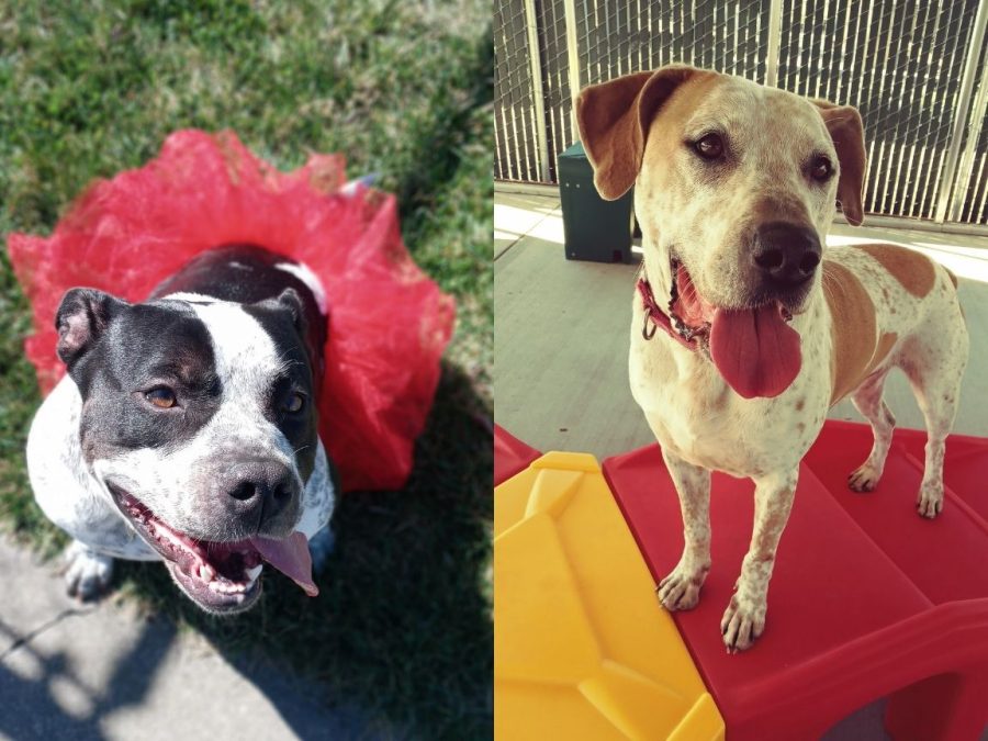 Two+dogs+from+the+Cosumnes+River+College+pet+adoption.+Vaquita+%28left%29+and+Archie+%28right%29+are+still+available+to+adopt+from+the+CRC+Veterinary+Technology+program.