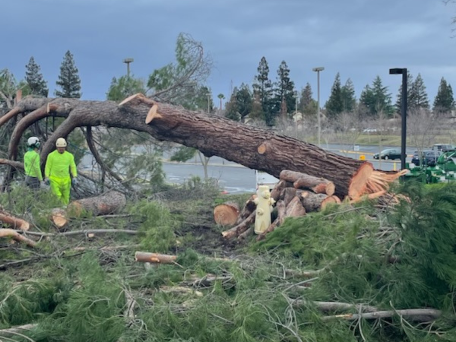 A recent storm that happened in early January impacts Cosumnes River College. A large tree by the Southeast Office Complex fell over due to high winds.