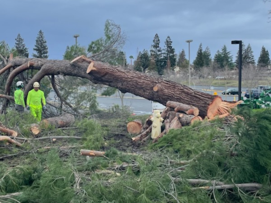 A+recent+storm+that+happened+in+early+January+impacts+Cosumnes+River+College.+A+large+tree+by+the+Southeast+Office+Complex+fell+over+due+to+high+winds.