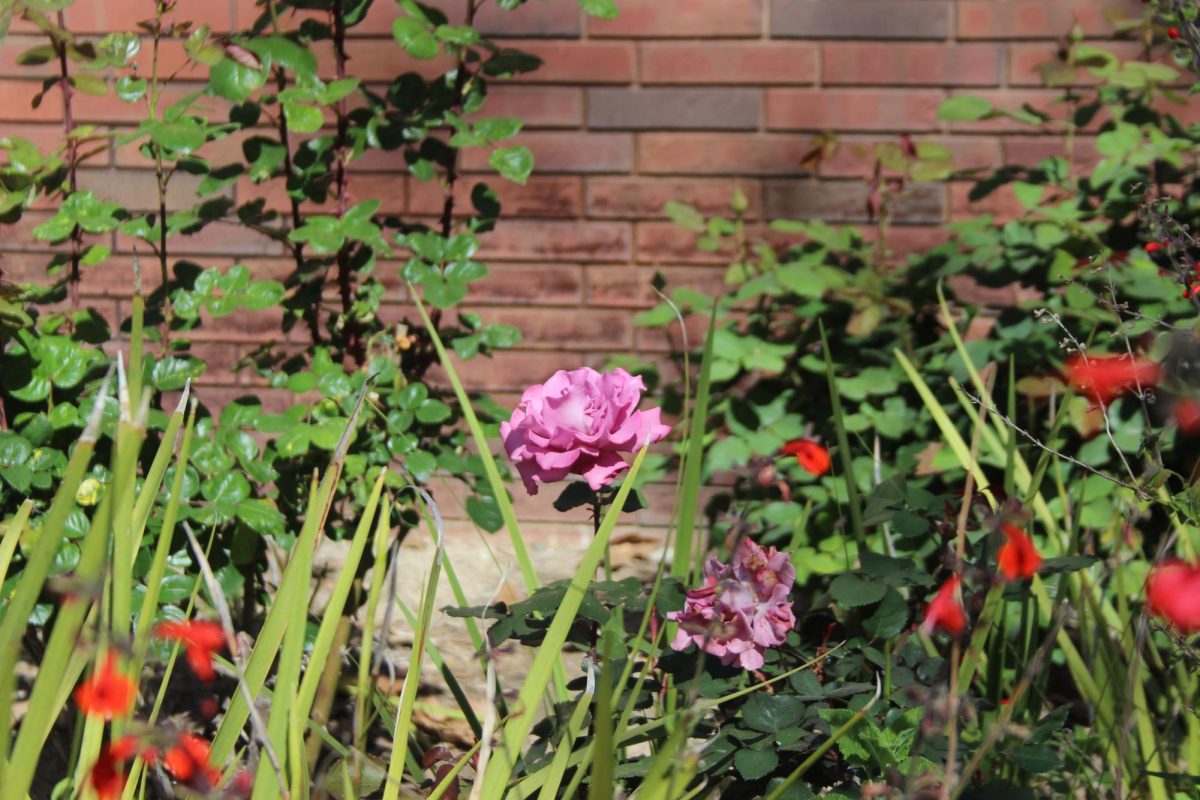 A pink rose sitting outside of the Visual and Performing Arts Center where Cosumnes River College shows the first signs of spring. Spring break for CRC is from March 16-20 and there are many ways students can spend their break from watching movies, to spending time in nature, or even taking the time to relax. 
